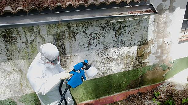 Top rated local Bathroom Mold Removal specialists in Micro, NC